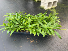 Load image into Gallery viewer, Cycnoches herrenhusanum x Cycnoches cooperi , plugtrays
