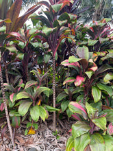 Load image into Gallery viewer, Cordyline Strawberry parfait
