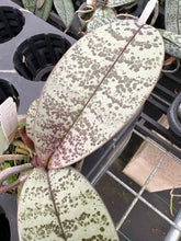 Load image into Gallery viewer, Phalaenopsis schilleriana ‘silver leaf with defined spots’, one of a kind seedling
