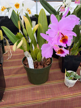 Load image into Gallery viewer, Cattleya ( C.) percivaliana ‘Rio’ x ‘Jewel ‘ , select seedling in double spike
