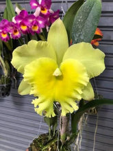 Load image into Gallery viewer, Rlc . Siam Paradise x Rlc . Ports of Paradise , seedlings in sheath with buds !
