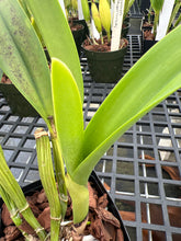 Load image into Gallery viewer, Rlc . Siam Pacific delight ‘Shogun ‘s Miracle ‘ AM , original division in single sheath w/ buds
