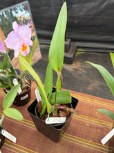 Load image into Gallery viewer, Special drop : Cattleya (C.) trianae concolor ‘Tupete ‘ , outrageous cultivar ! Select !
