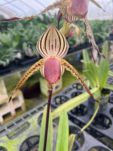 Load image into Gallery viewer, A11- Paph . Lady Isobel SH1786
