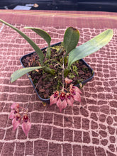 Load image into Gallery viewer, Bulbophyllum Frosty Ann x Meen Mercury Sandel #11 in spike
