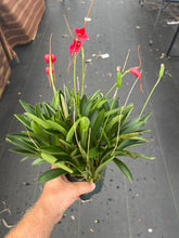 Load image into Gallery viewer, Masdevallia Cheryl Shohan ‘The Babe ‘ AM / AOS, original division , huge plant
