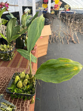 Load image into Gallery viewer, Stanhopea embreii ‘Shogun’s giant Alien ‘ , fantastic bloomer with huge flowers ,
