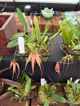 Load image into Gallery viewer, Bulbophyllum Elisabeth Ann ‘Buckleberry ‘ FCC, original division with five spikes , 8 inch net pot

