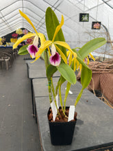 Load image into Gallery viewer, A4- Cattleya tenebrosa fma aurea ‘Walton Grange ‘ FCC x self
