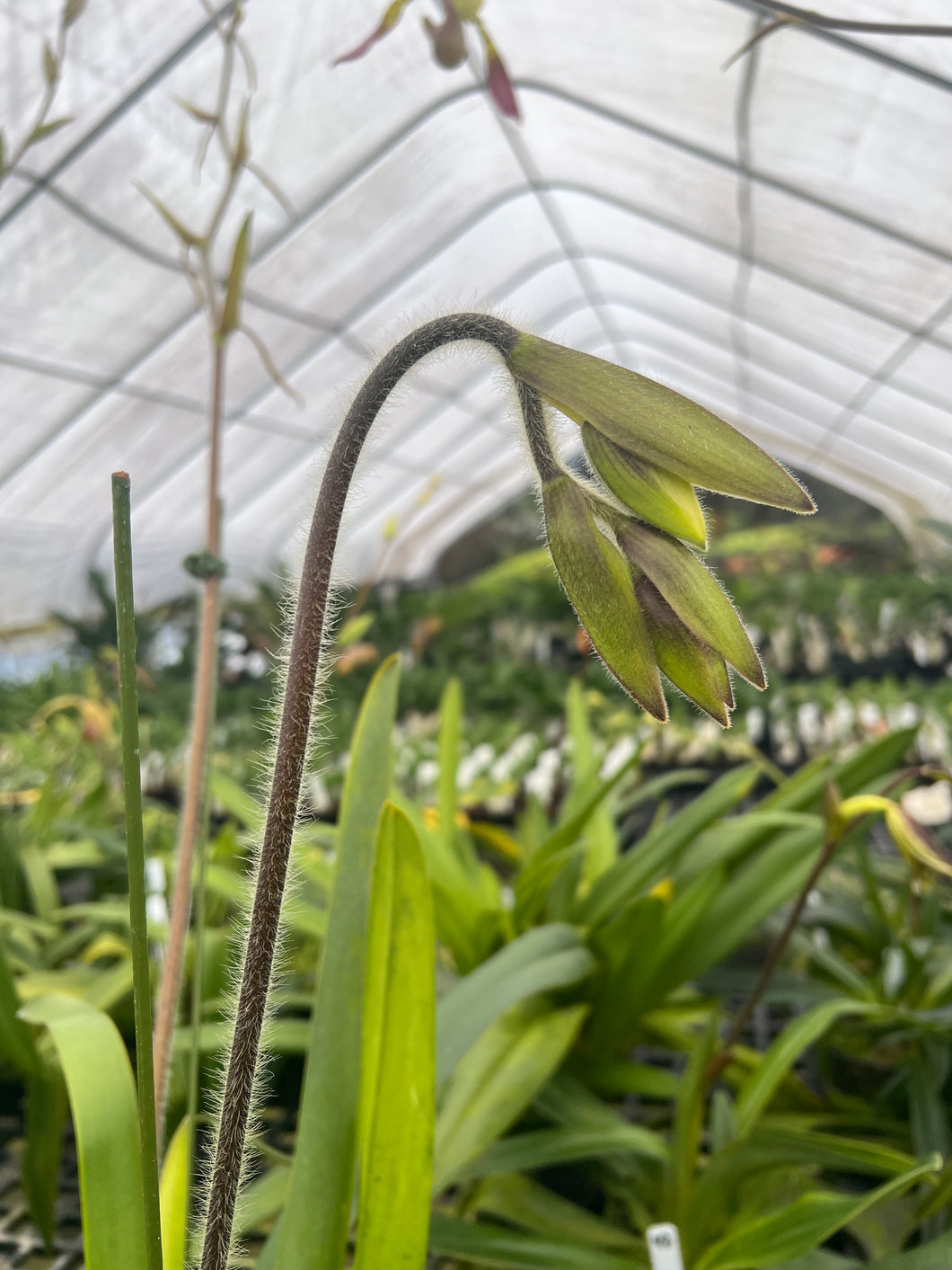 27- Paphiopedilum haynaldianum ‘#1’ x’Bear’