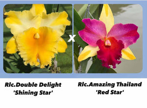 Hybrid flask : Rlc . Double Delight x Rlc. Amazing Thailand ‘Red Star ‘