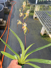Load image into Gallery viewer, MSH865 Paphiopedilum Stone Temple reverse ( Temptation x stonei)
