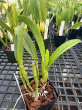 Load image into Gallery viewer, Rlc . Siam Pacific delight ‘Shogun ‘s Miracle ‘ AM , original division in single sheath w/ buds

