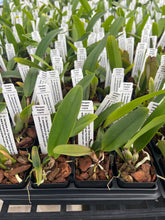 Load image into Gallery viewer, C . Hardyana s/a x warscewiczii s/a ‘Kathleen ‘, 2.25” pots blooming
