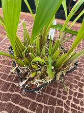 Load image into Gallery viewer, Coryanthes elegantinum 3 spikes
