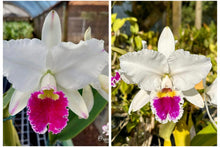 Load image into Gallery viewer, Cattleya labiata s/a ‘Devaneio ‘ x Rosana’, seedlings of incredible new breeding line
