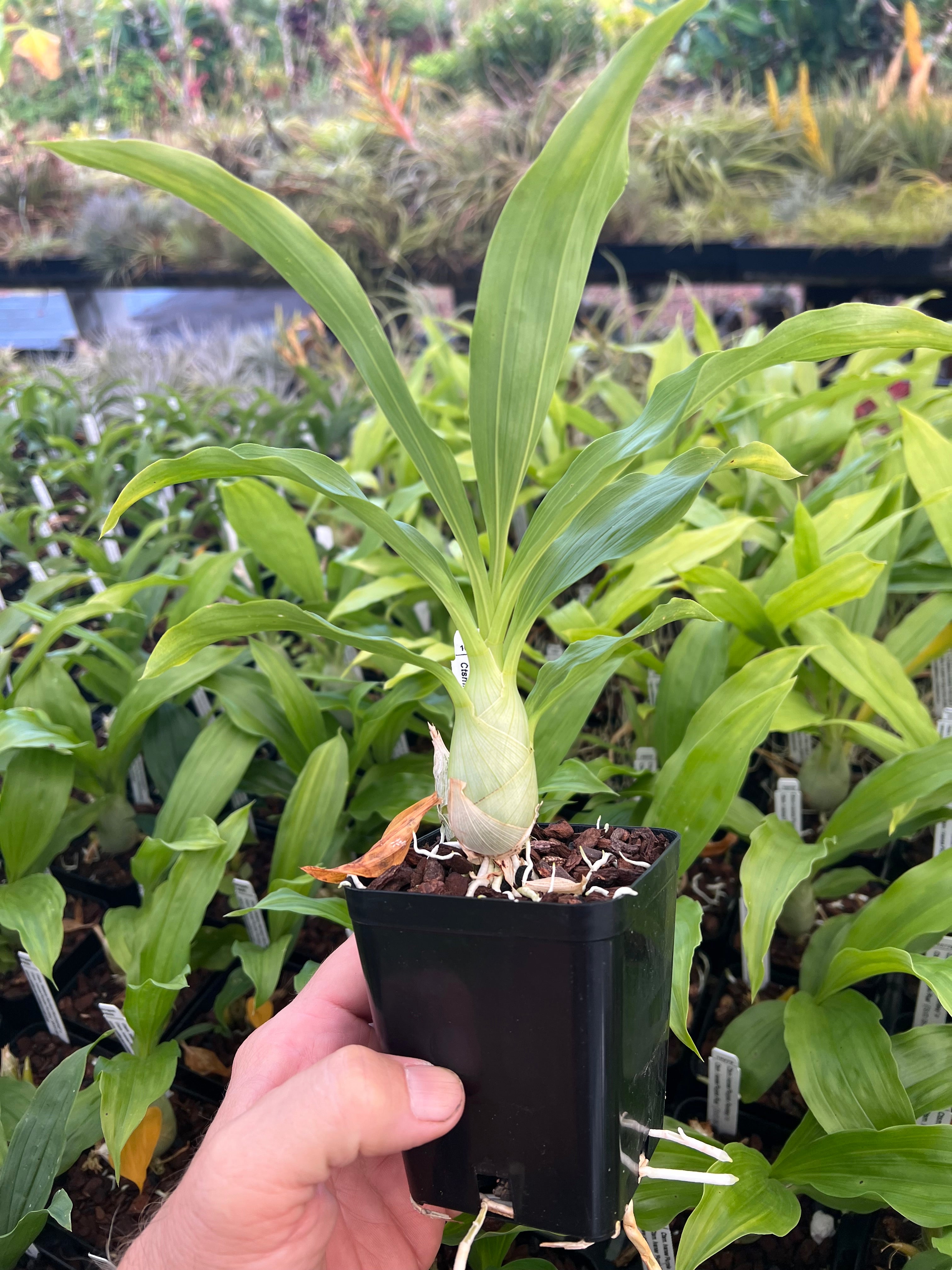 Catasetum Cycnoches – Shogun Hawaii