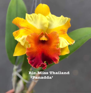 Rlc . Miss Thailand ‘Panadda’, starter plant