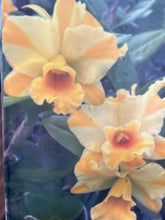 Load image into Gallery viewer, Rth . Nell Hammer in spike big plants

