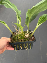 Load image into Gallery viewer, Stanhopea Grad night ‘Let’s party ‘ AM / AOS - original division - rare
