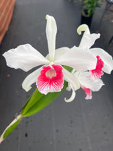 Load image into Gallery viewer, Cattleya (C.) purpurata fma carnea ‘Red Sunrise’ , SELECT RED
