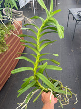 Load image into Gallery viewer, Vanda coerulea ‘Okika ‘ FCC/AOS of 92 points , Super rare offering on awarded clone
