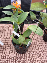 Load image into Gallery viewer, Special drop : Cattleya (C.) amethystoglossa coerulea ‘Big hijo’ , super select !
