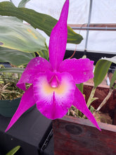 Load image into Gallery viewer, Rby. TLDC Divine Phoenix ‘Pterodactyl’, 6” net pot in spike
