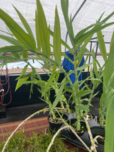 Load image into Gallery viewer, Thunia alba , large plants , rare offering
