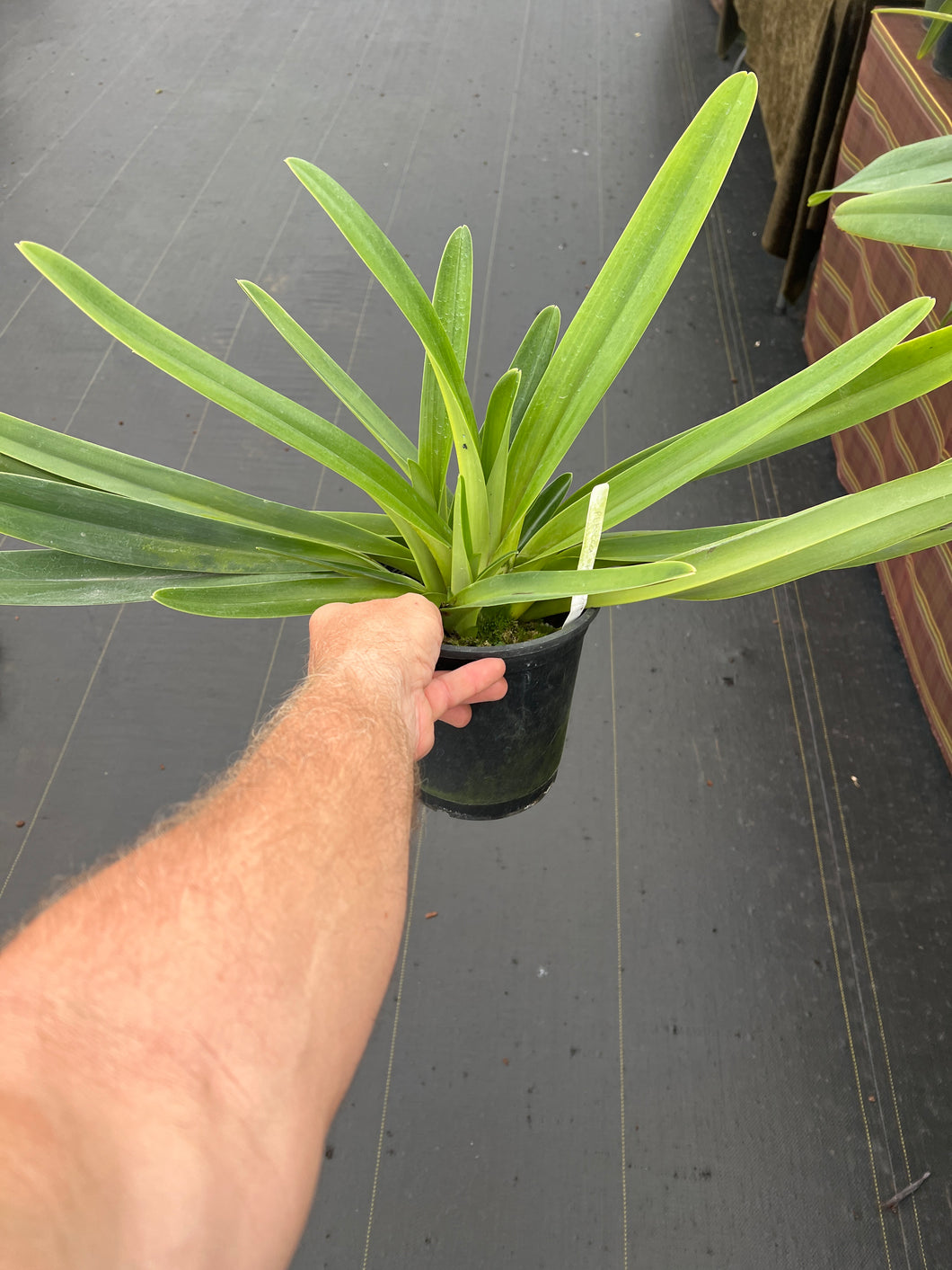 Paphiopedilum Rebecca Koopowitz