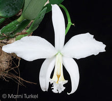 Load image into Gallery viewer, 190- Cattleya jongheana alba x sib. , multi growth plant in spike
