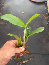 Load image into Gallery viewer, Cattleya amethystoglossa alba ‘Lorena ‘ x BV
