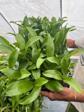 Load image into Gallery viewer, Grammatophyllum stapeliiflorum , plugtray 72
