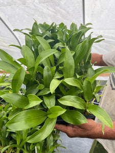 Grammatophyllum stapeliiflorum , plugtray 72