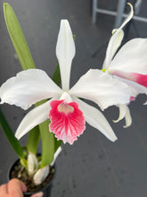Load image into Gallery viewer, Cattleya purpurata var . carnea ‘Red Magic ‘ select
