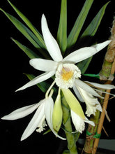 Load image into Gallery viewer, Thunia alba , large plants , rare offering
