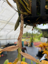 Load image into Gallery viewer, Stanhopea wardii with 2 spikes
