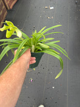 Load image into Gallery viewer, Paphiopedilum hirsutissimum album in spike and three more in sheath , big plant
