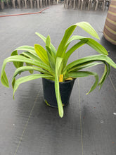 Load image into Gallery viewer, Paphiopedilum chiu Hua Dancer
