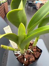 Load image into Gallery viewer, Rlc . Siam Pacific delight ‘Shogun ‘s Miracle ‘ AM , original division in double spike
