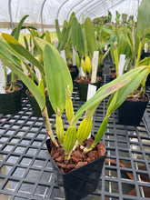 Load image into Gallery viewer, Cattleya (C.) Trianae concolor ‘Amparo ‘ original division
