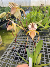 Load image into Gallery viewer, MSH1630 Paphiopedilum Mount Toro ( stonei x philippinense album)
