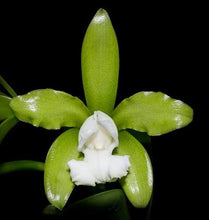 Load image into Gallery viewer, C. Tigrina fma alba ‘Too good ‘ x self  in spike

