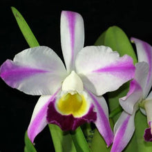 Load image into Gallery viewer, Cattleya (C.) eldorado s/a flamea ‘Fairy ‘ in spike full plant
