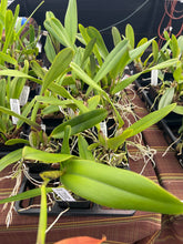 Load image into Gallery viewer, C . Luminosa ( dowiana x tenebrosa ) x sib .
