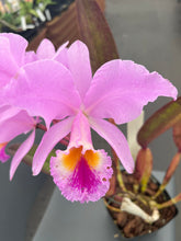 Load image into Gallery viewer, Cattleya (C. ) jenmannii ‘Pacaraima ‘ x self , one of a kind seedling
