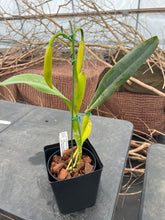 Load image into Gallery viewer, A6- Cattleya tenebrosa fma aurea ‘Walton Grange ‘ FCC xself , three bulb and in spike l
