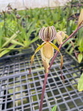 Load image into Gallery viewer, MSH193 Paphiopedilum Isabel Booth ( philippinense x Lady Isabel)
