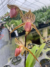Load image into Gallery viewer, A12- Paph. Lady Isobel SH1786
