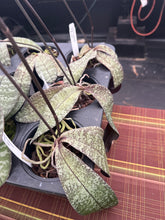 Load image into Gallery viewer, Phalaenopsis Celebensis  x sib . In spike
